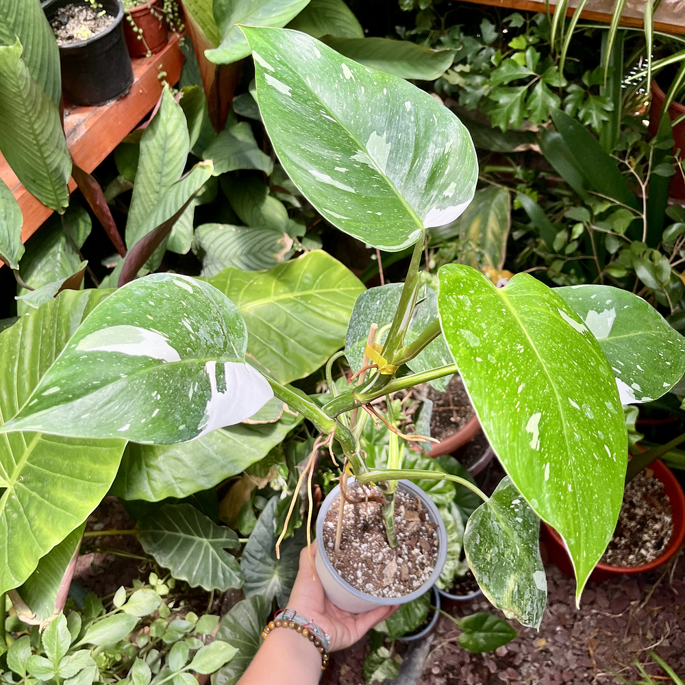 Philodendron White Wizard