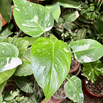 Philodendron White Wizard