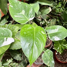 Philodendron White Wizard