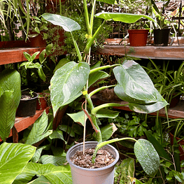 Philodendron White Wizard
