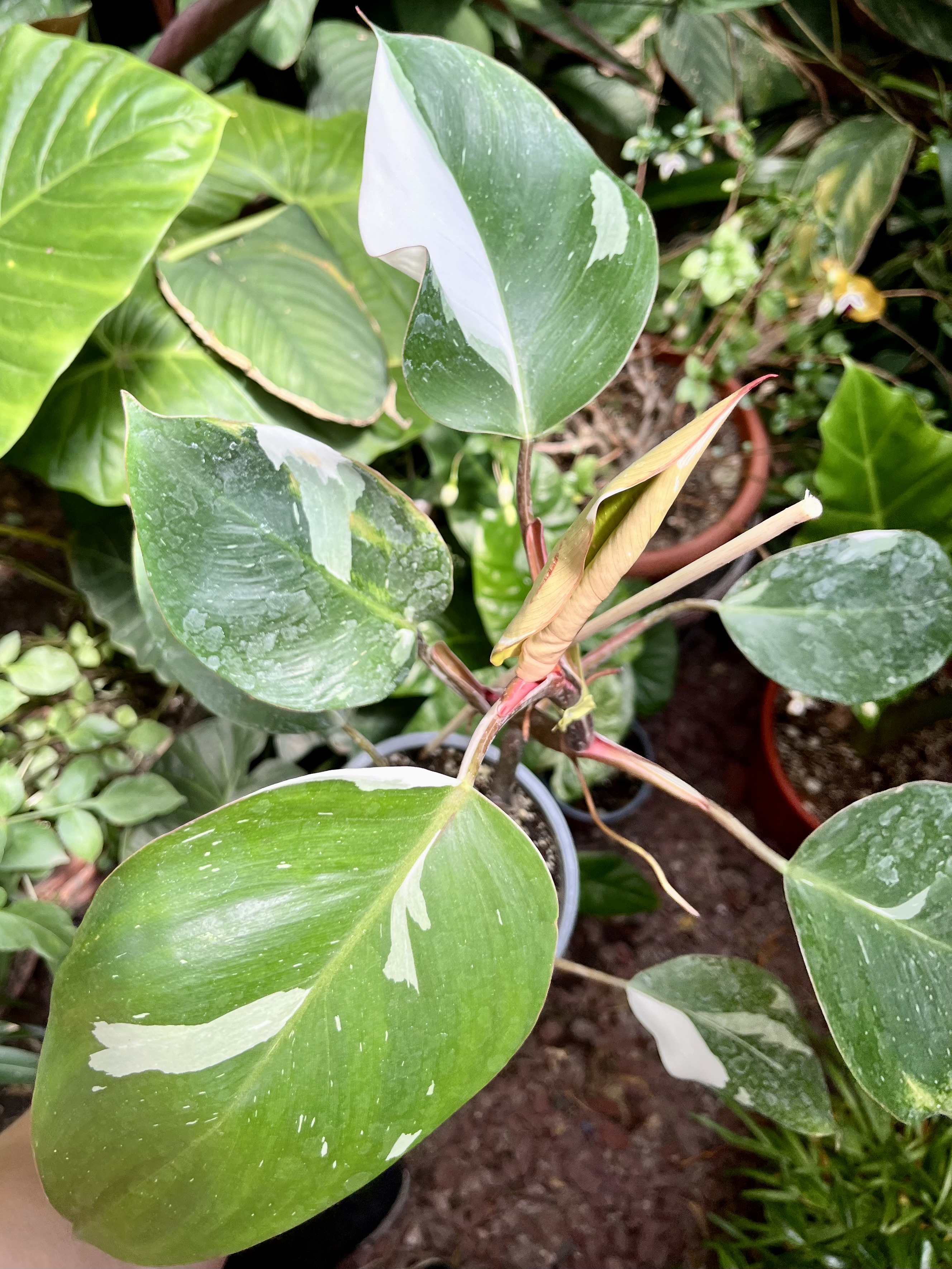 Philodendron White Knight