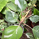 Philodendron White Knight