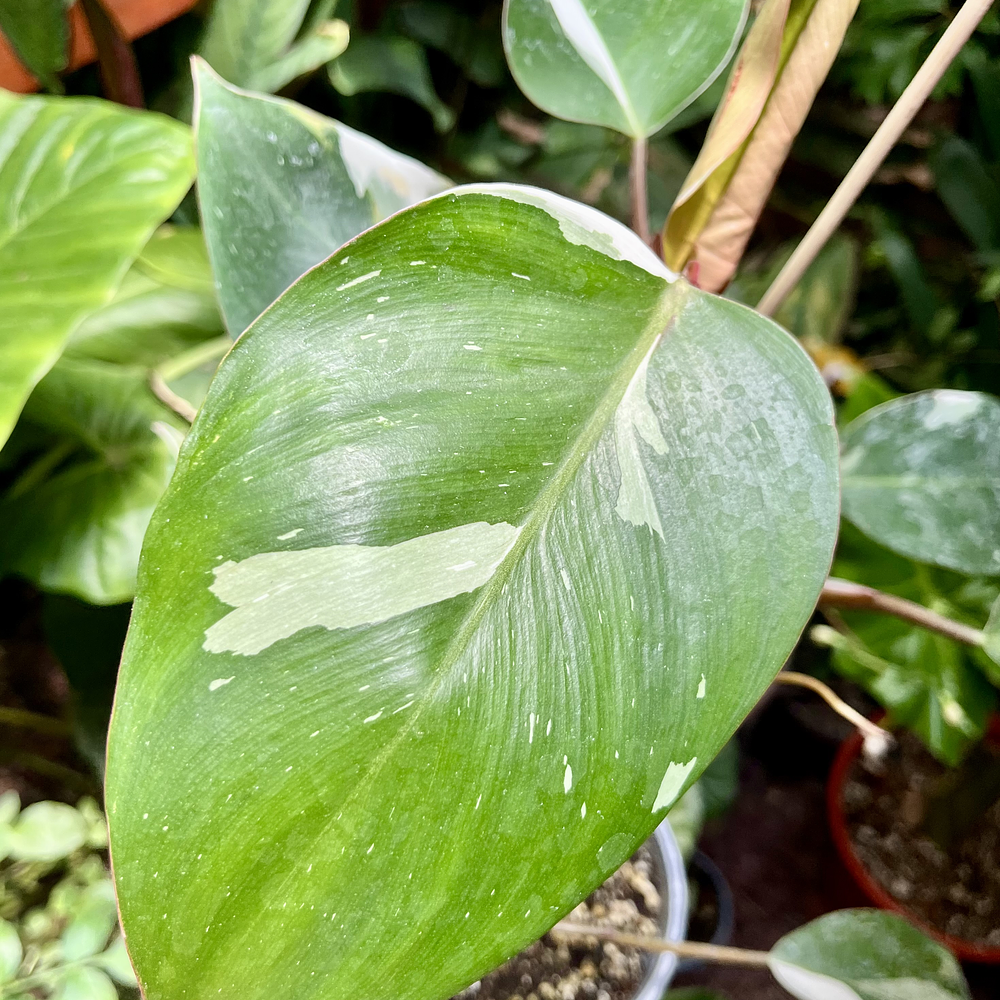 Philodendron White Knight