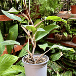 Philodendron White Knight