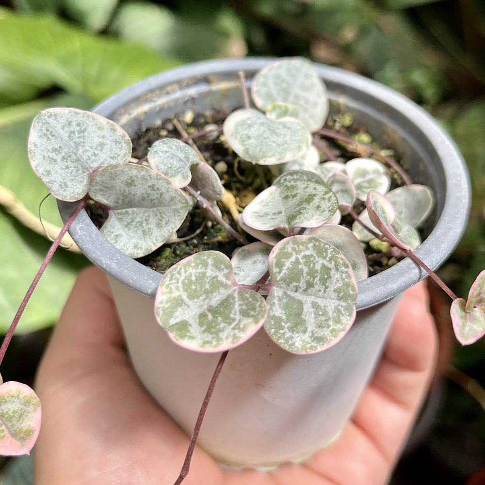 Ceropegia Woodii Variegada