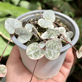 Ceropegia Woodii Variegada