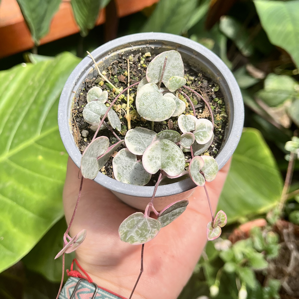 Ceropegia Woodii Variegada