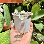 Ceropegia Woodii Variegada