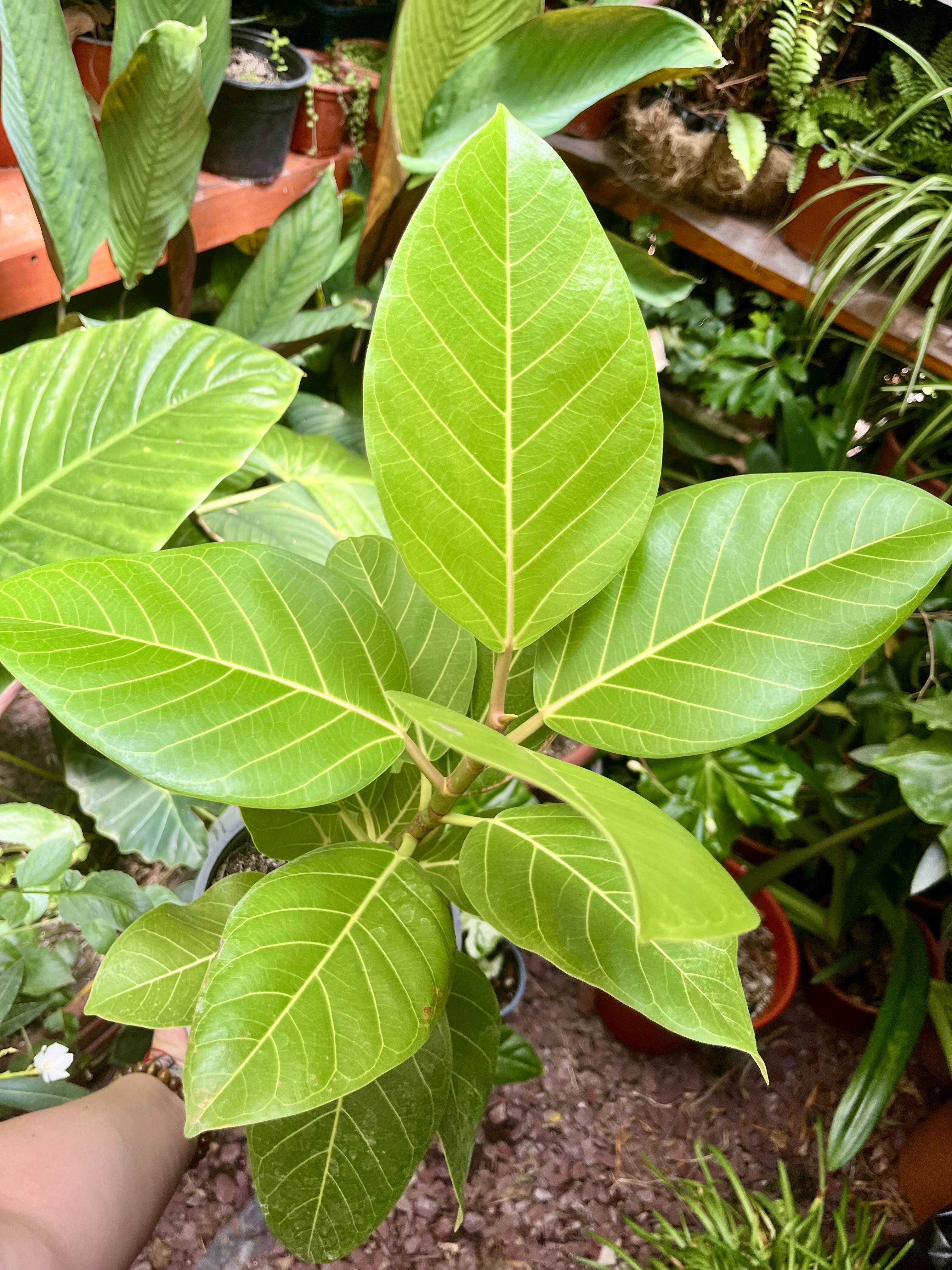 Ficus Benghalensis Gold