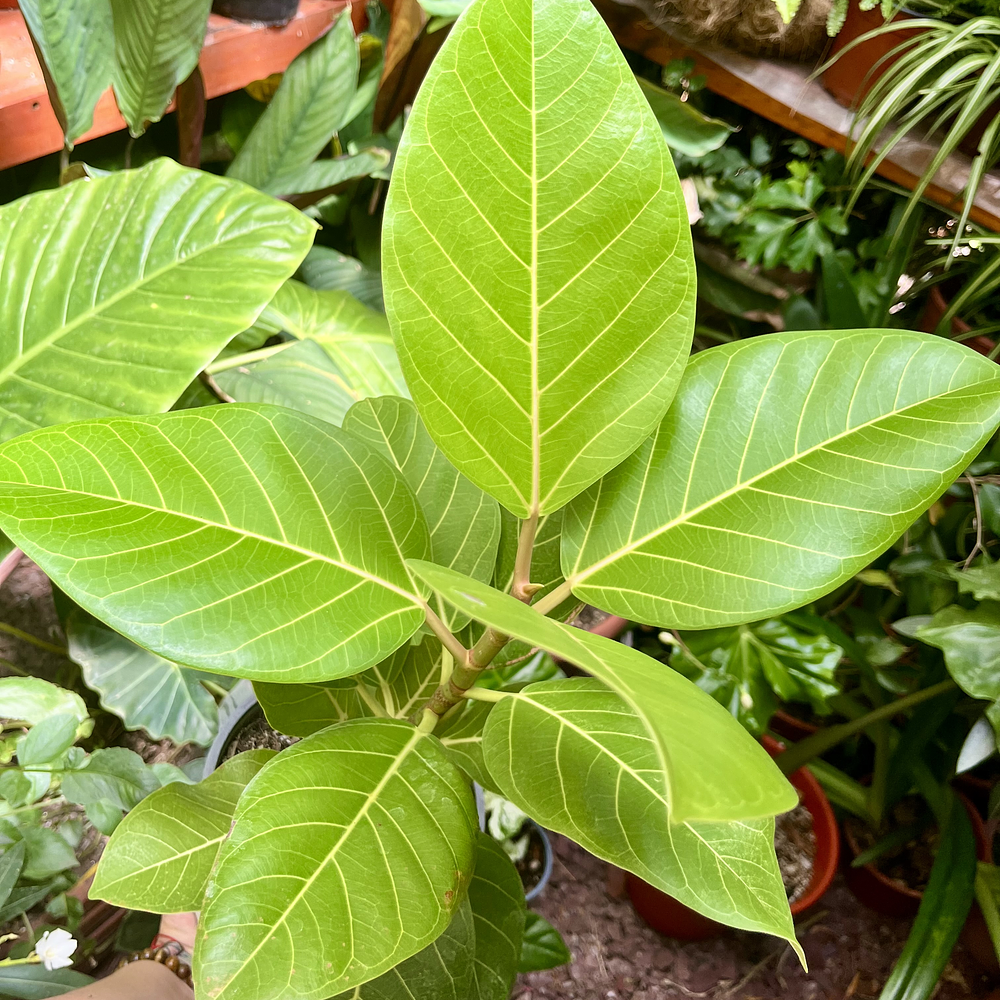 Ficus Benghalensis Gold