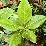 Ficus Benghalensis Gold