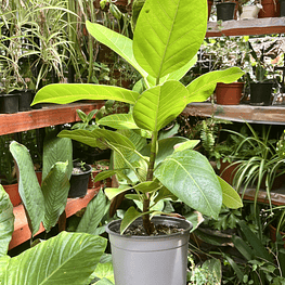 Ficus Benghalensis Gold