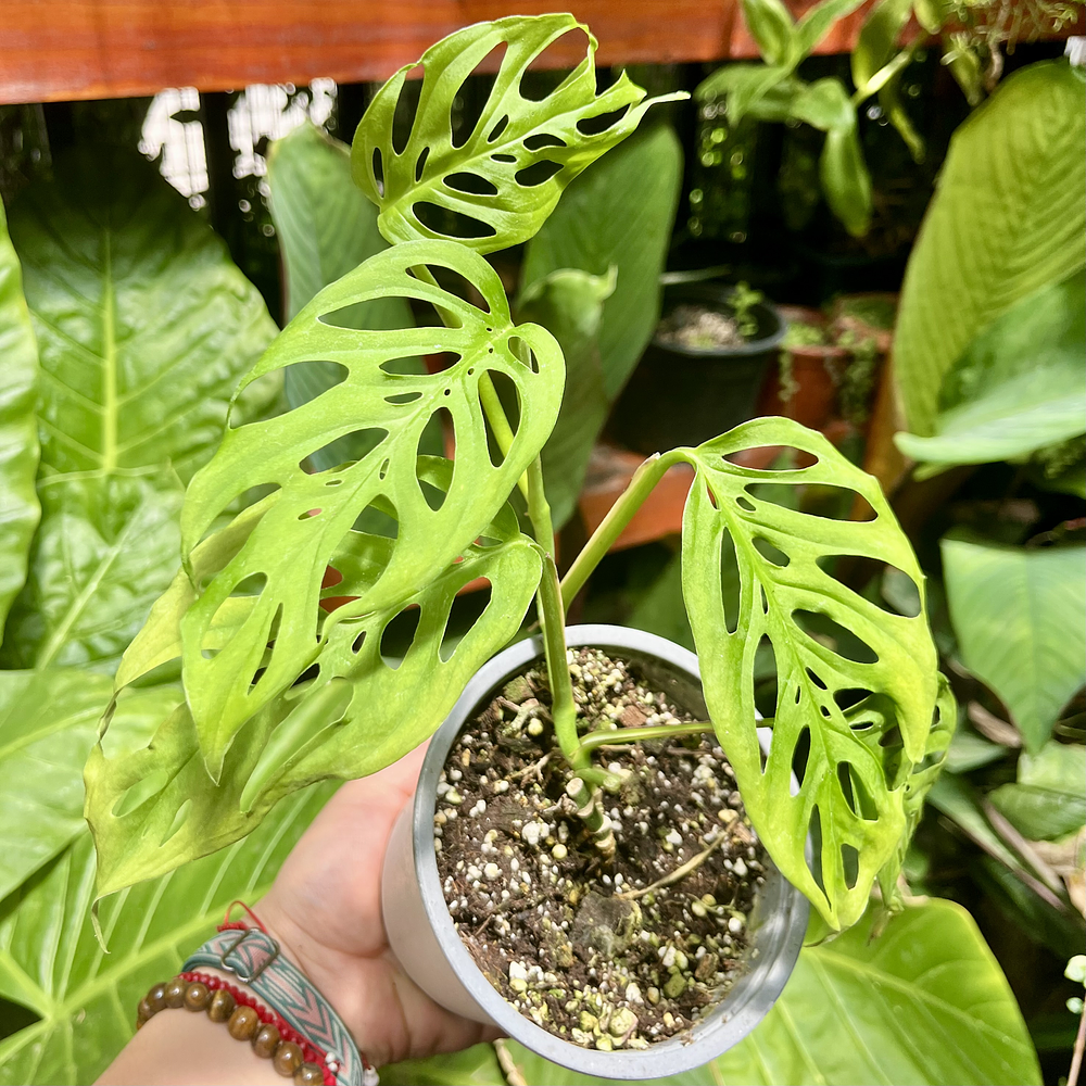 Monstera Adansonii