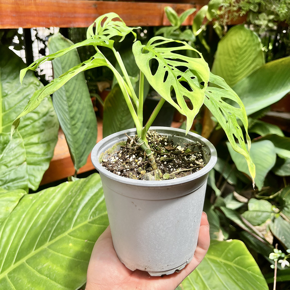 Monstera Adansonii