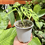 Monstera Adansonii