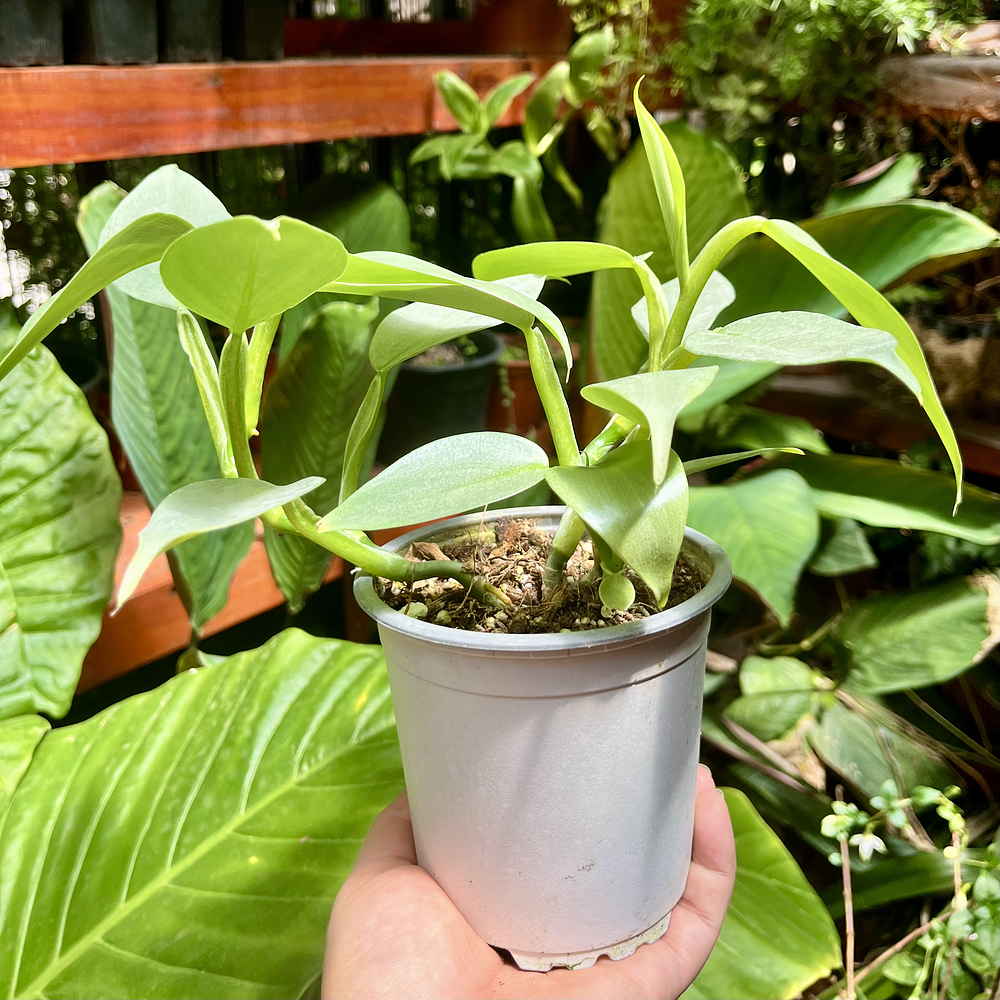 Philodendron Hastatum Silver Sword
