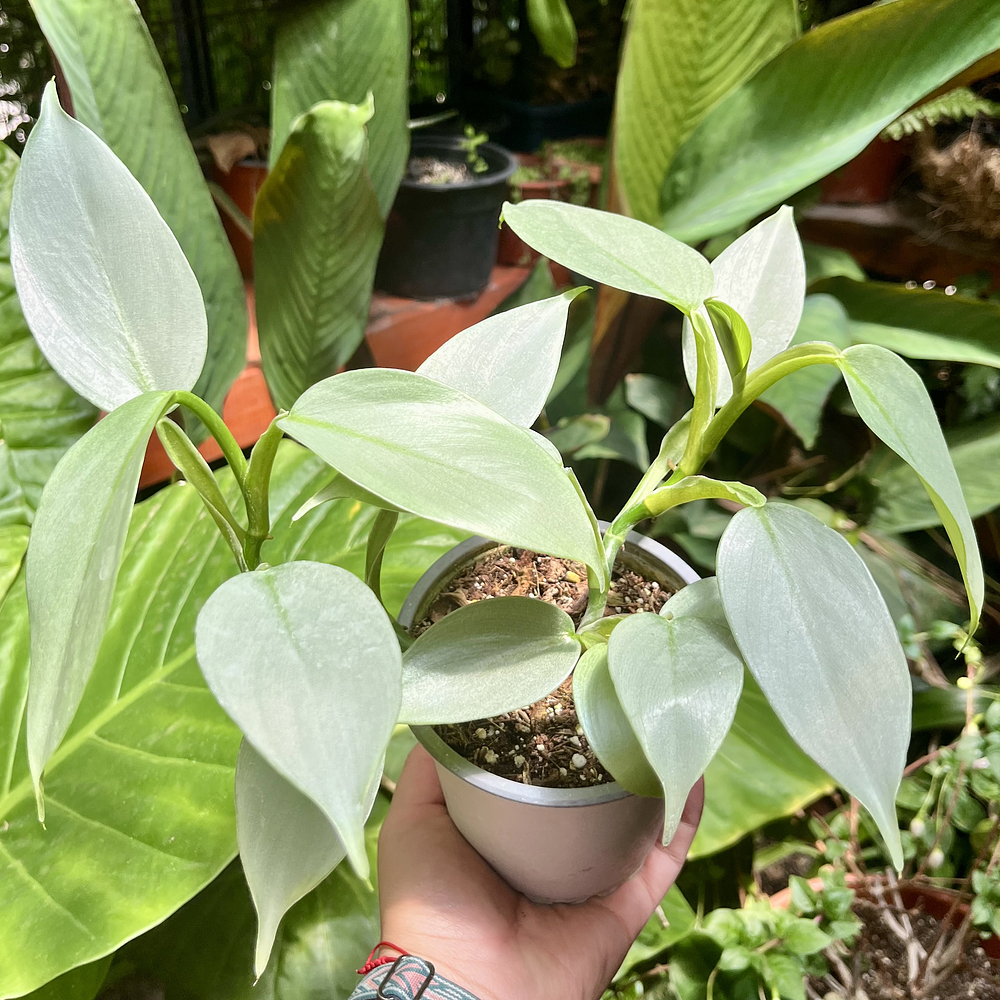 Philodendron Hastatum Silver Sword