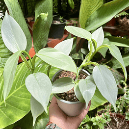 Philodendron Hastatum Silver Sword