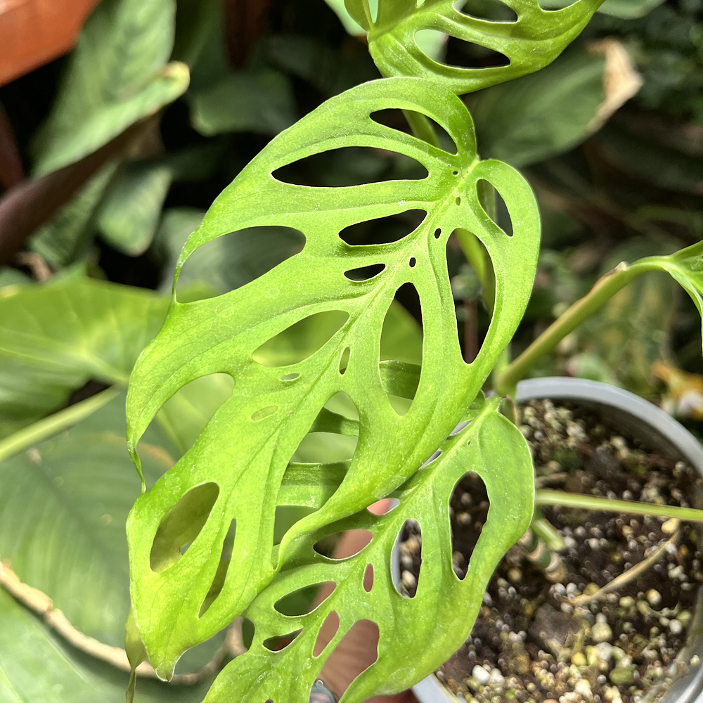Monstera Adansonii