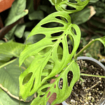 Monstera Adansonii