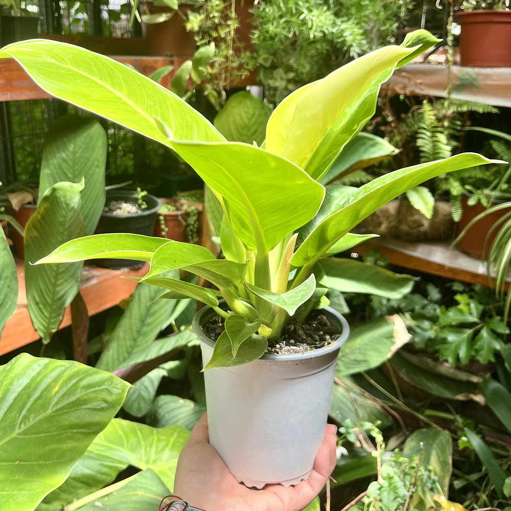Philodendron Imperial Golden