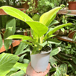 Philodendron Imperial Golden