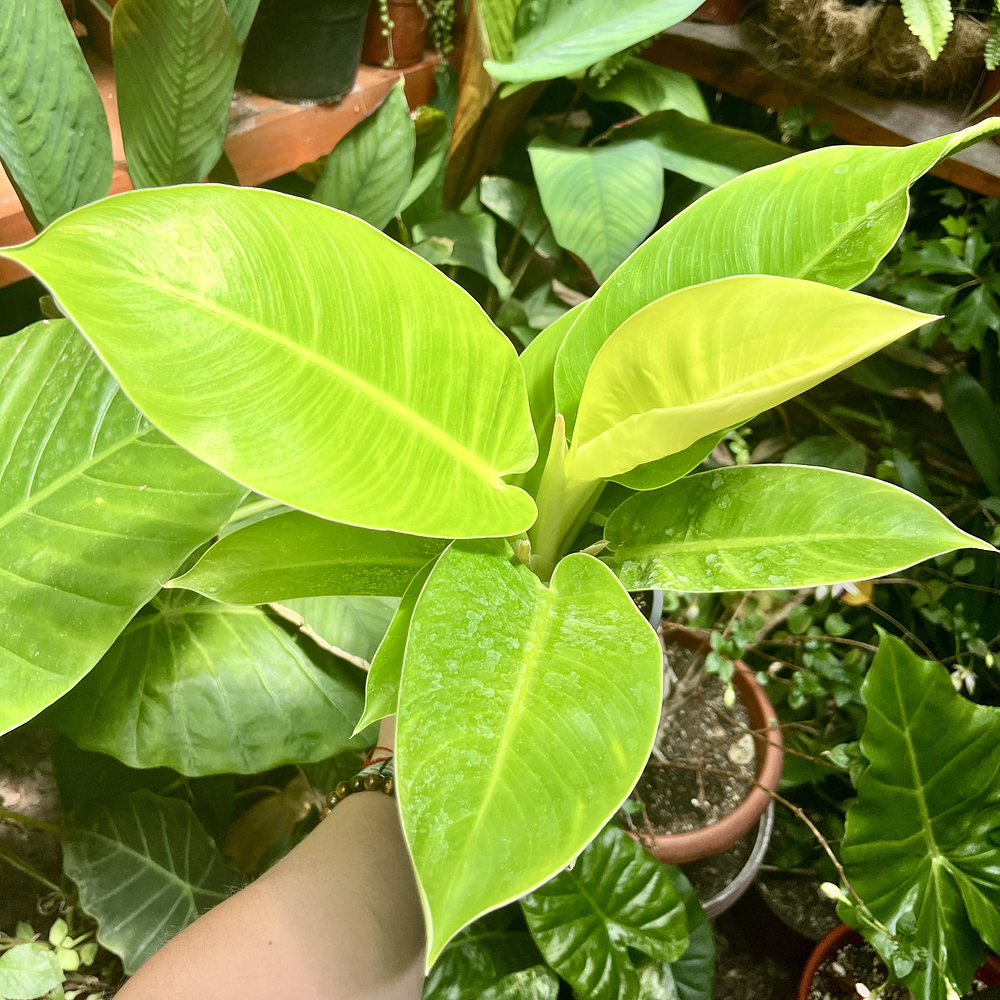 Philodendron Imperial Golden
