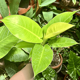 Philodendron Imperial Golden