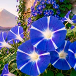 Semillas De Flores