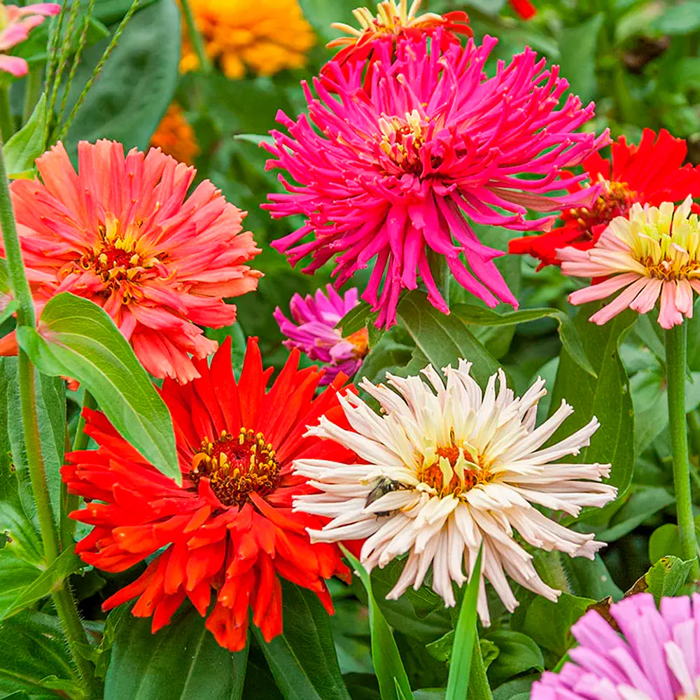 Semillas De Flores