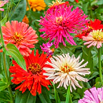 Semillas De Flores