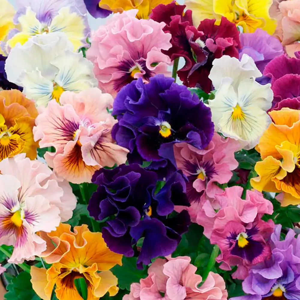 Semillas De Flores