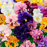 Semillas De Flores