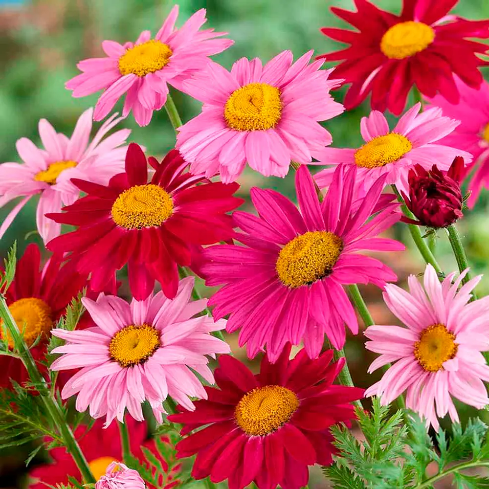 Semillas De Flores