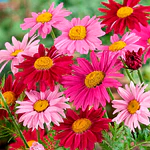 Semillas De Flores