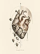 Un corazón nuevo · SR-02 - Miniatura 2