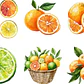 KIT DIGITAL FRUTAS CITRICAS (PNG) - Thumbnail 2