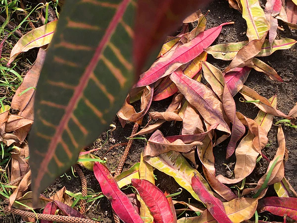 Disfrutar el tejido en otoño 