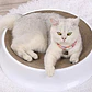 Cama Rascadora Para Gatos Mascotas 44 Cm - Miniatura 2