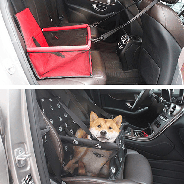 Métodos seguros para viajar con tu perro en coche