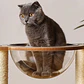 Nido Rascador Cama Para Gato Cápsula Transparente Moderno - Miniatura 3