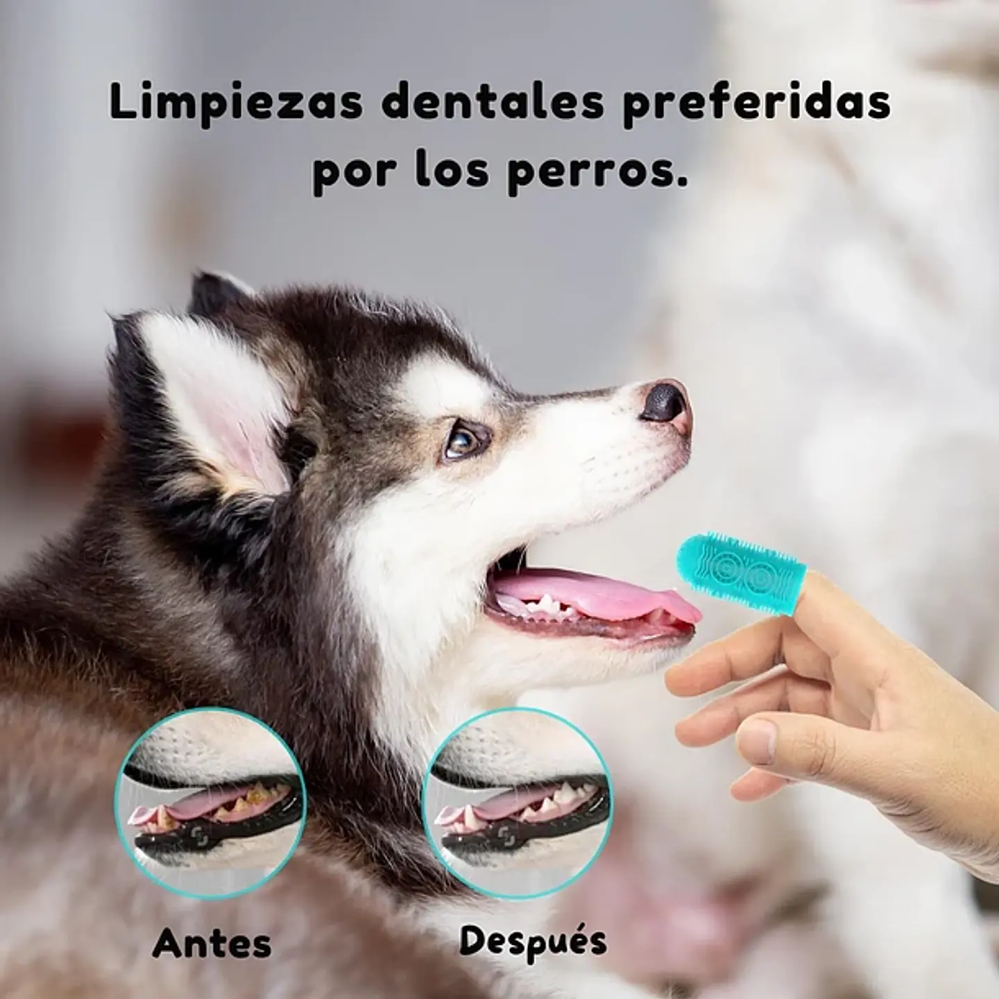 Pack 4 Cepillos Dedal Limpiadientes Para Perros 6