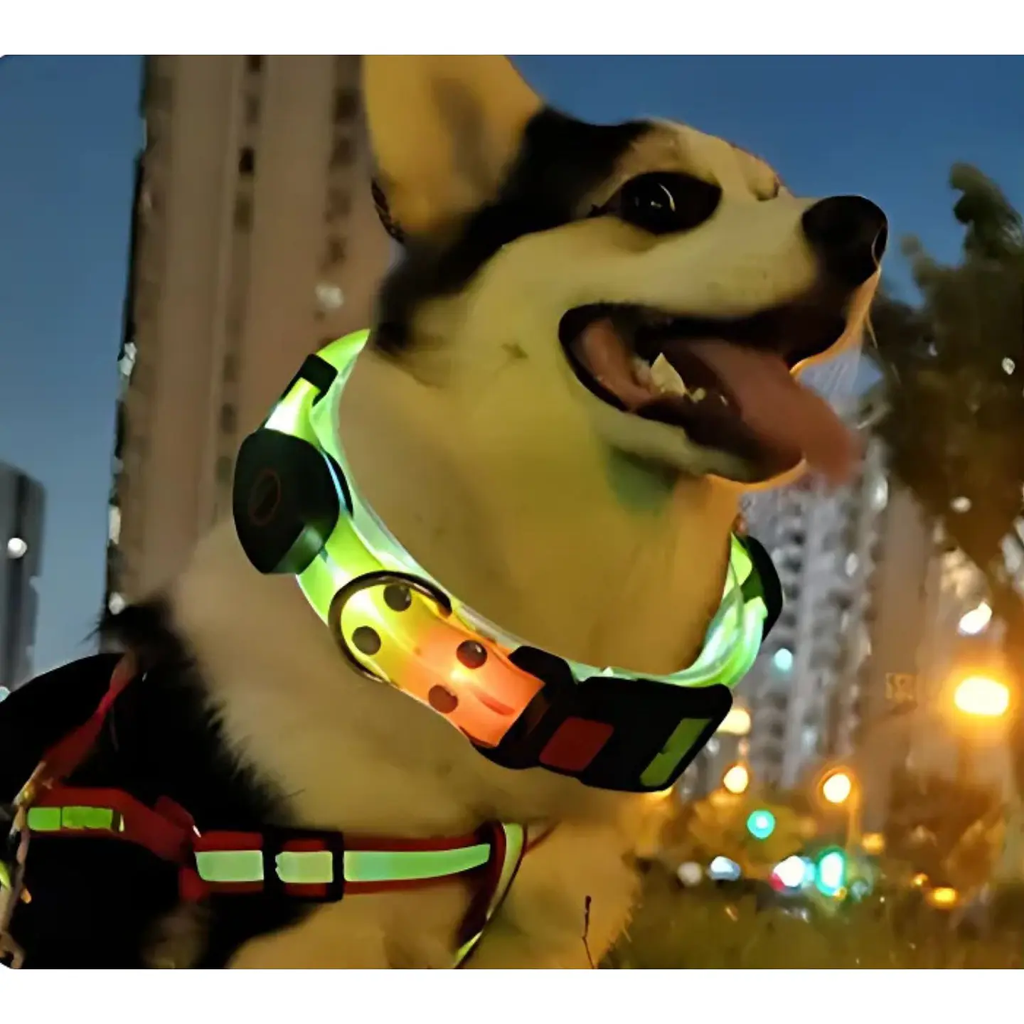 Correa + Collar Con Luces LED Impermeable 2