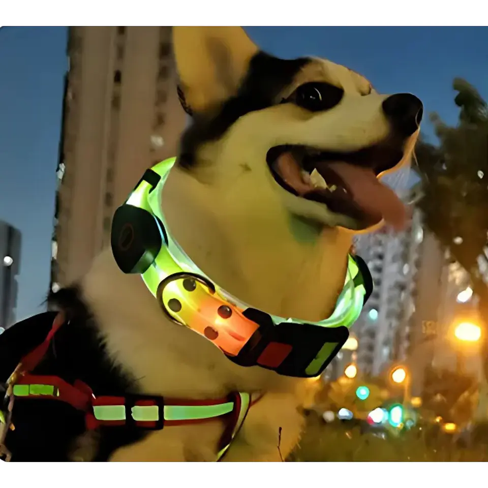 Correa + Collar Con Luces LED Impermeable 2