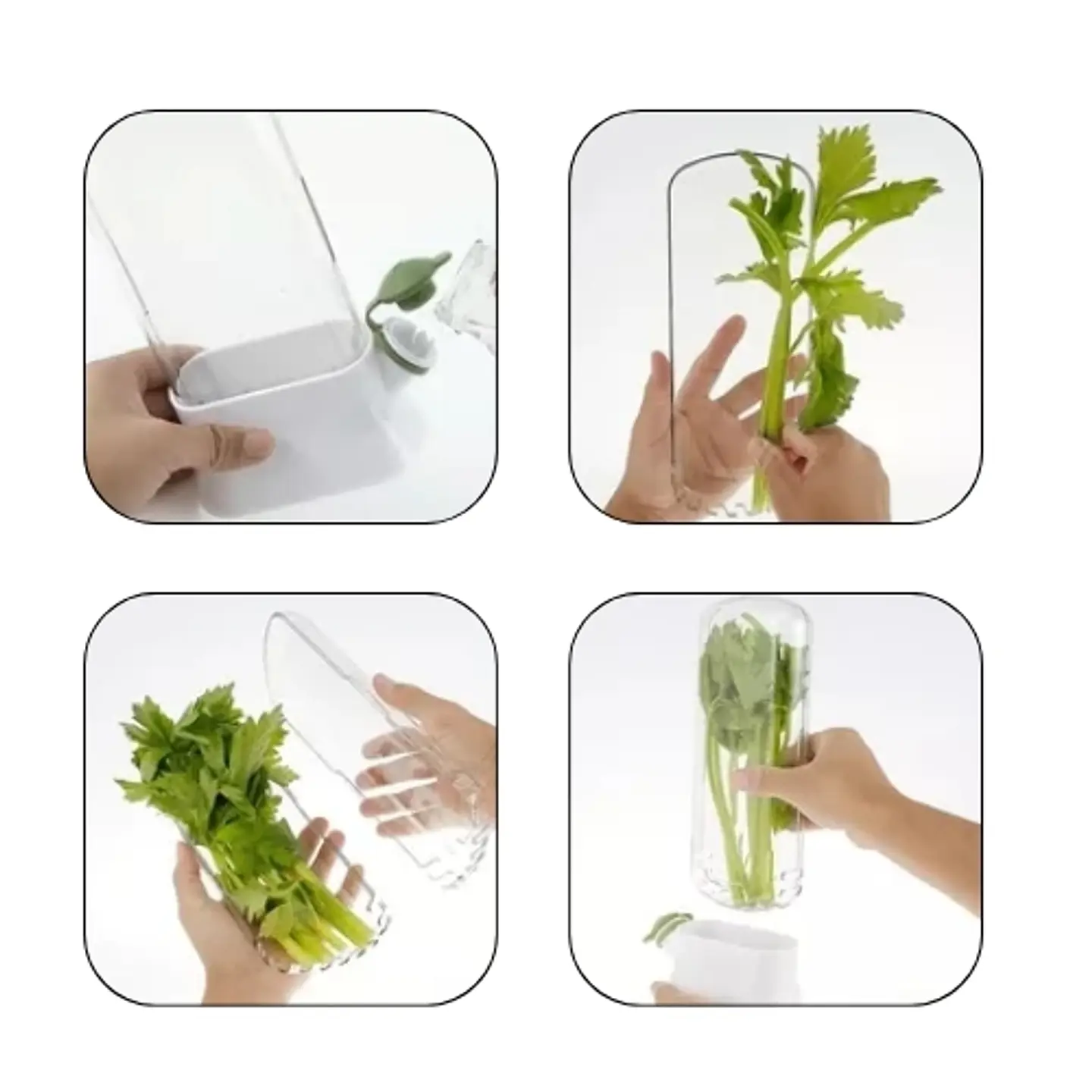 Envase Conservador de Hierbas Cilantro Perejil Refrigerador 5