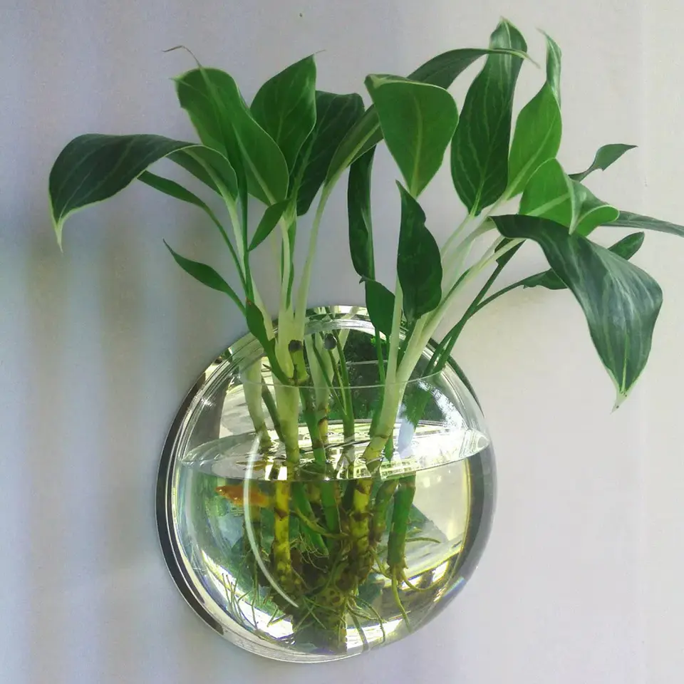 Maceta Colgante De Acrílico Transparente Pared 26cm 2