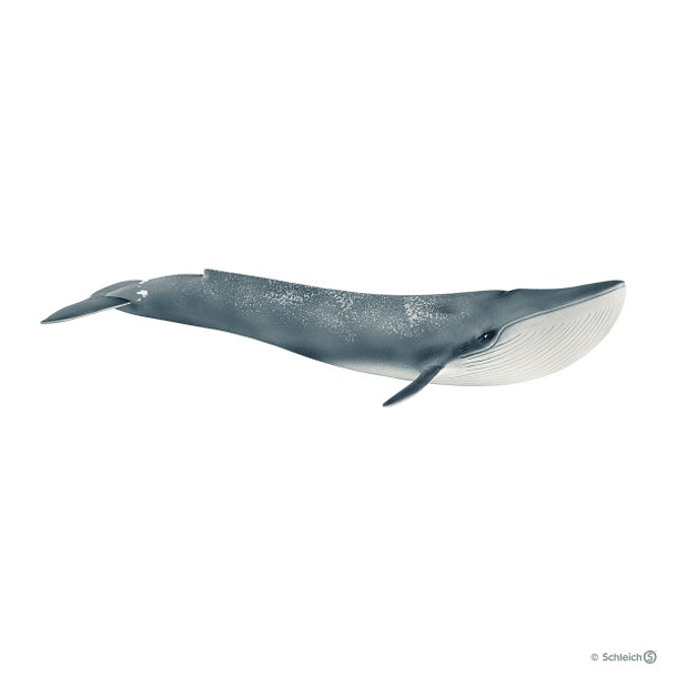 Baleia Azul 
