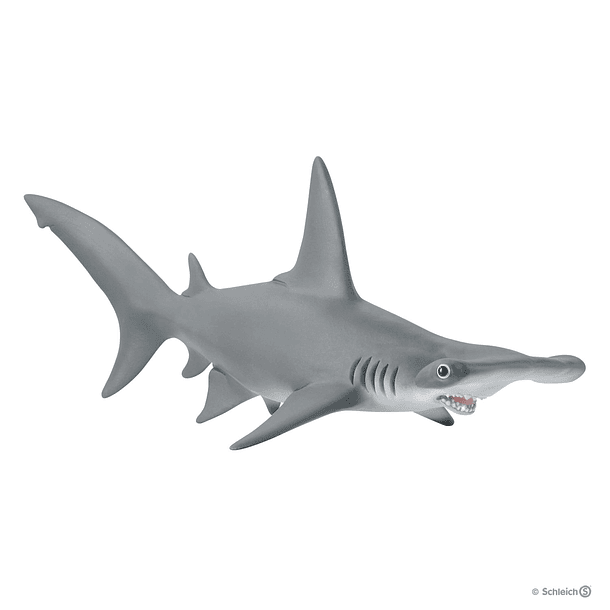 Tubarão Martelo 
