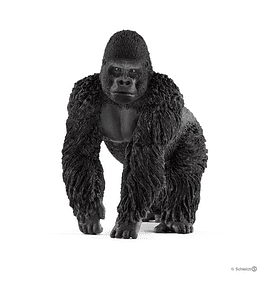 Gorila, macho