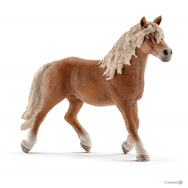 Cavalo Haflinger 